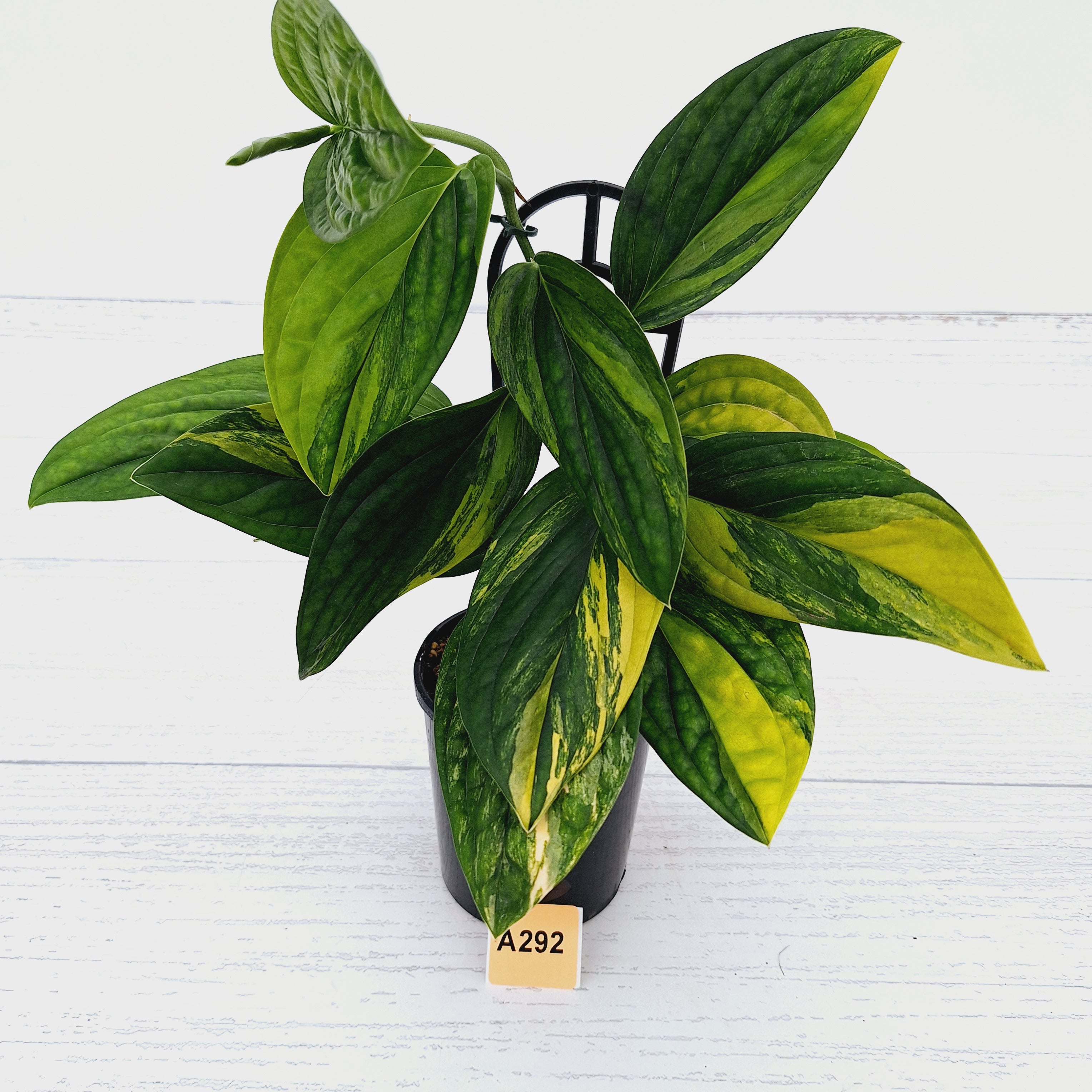 Monstera karstenianum &#39;Peru Variegata&#39;