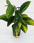 Monstera karstenianum 'Peru Variegata'