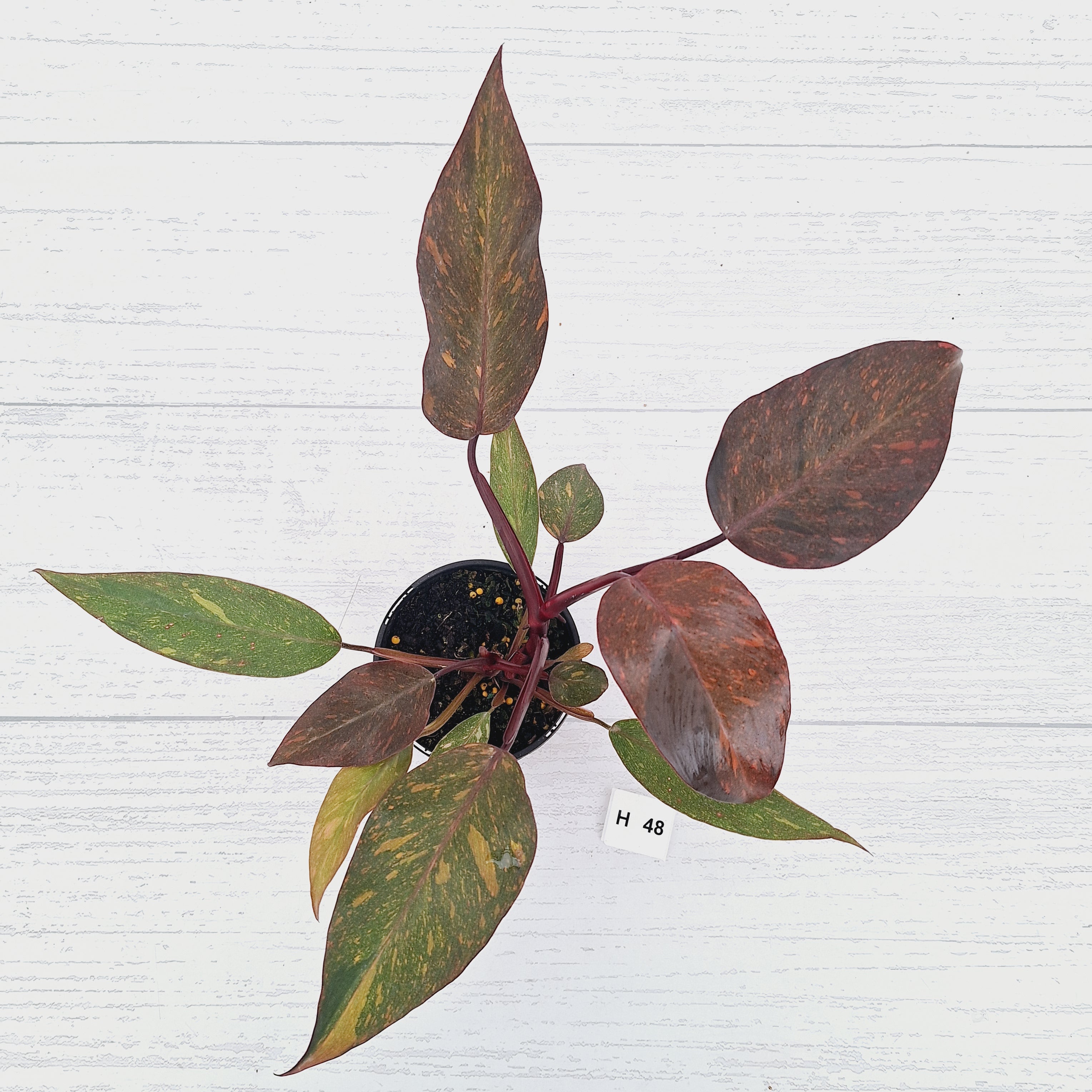 Philodendron 'Orange Princess' - FLASH SALE