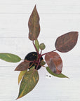 Philodendron 'Orange Princess' - FLASH SALE