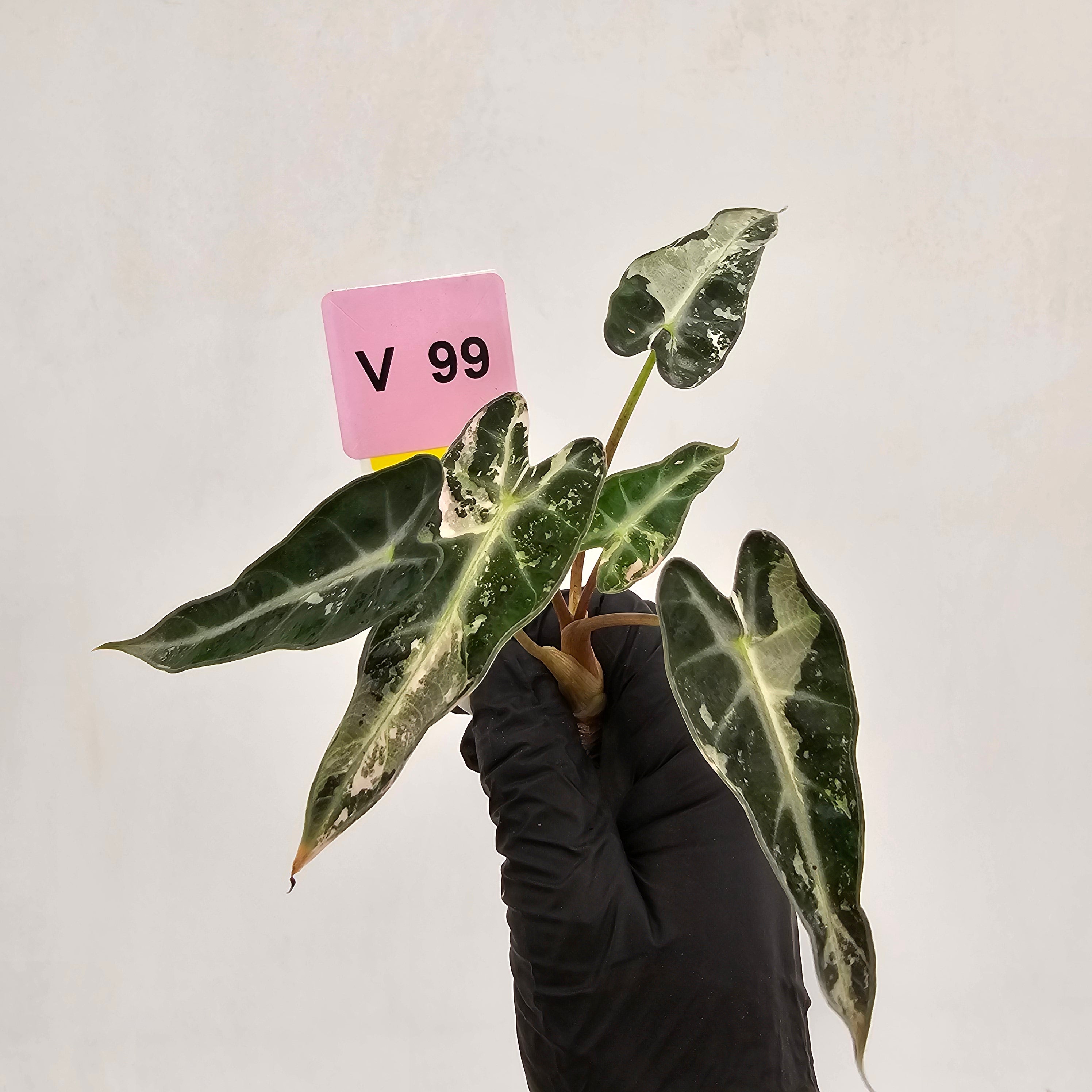 Alocasia Amazonica bambino Variegata - Bare Bottom Baby