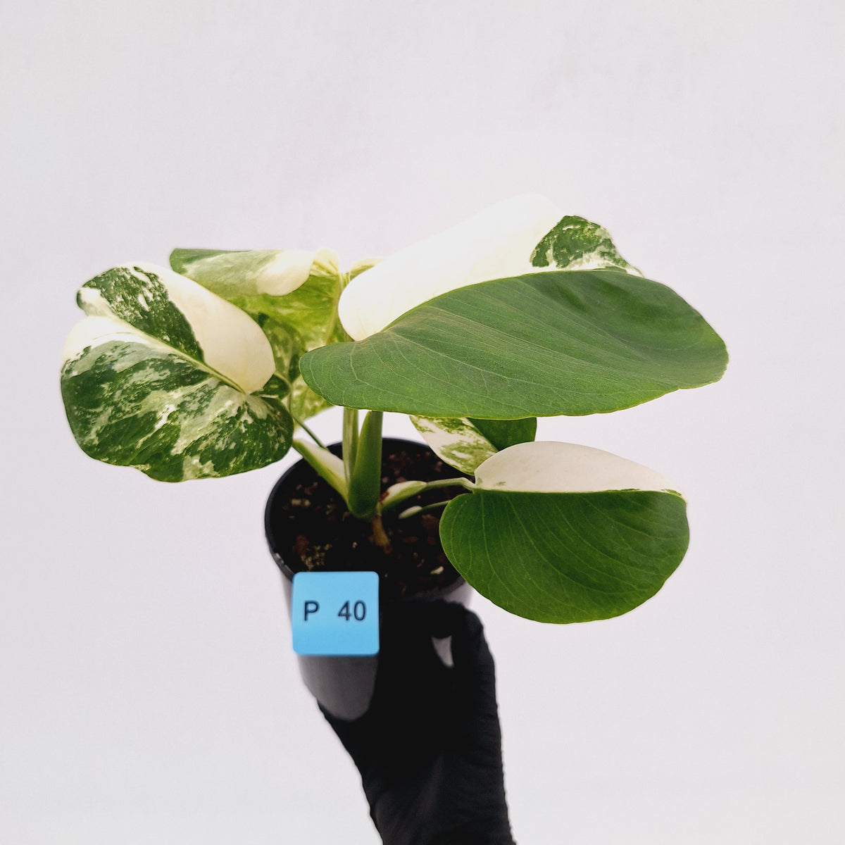 Monstera borsigiana 'Albo' - SALE