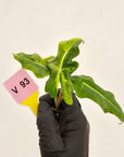 Alocasia portei Malaysian Monster Variegata - Bare Bottom Baby - SALE