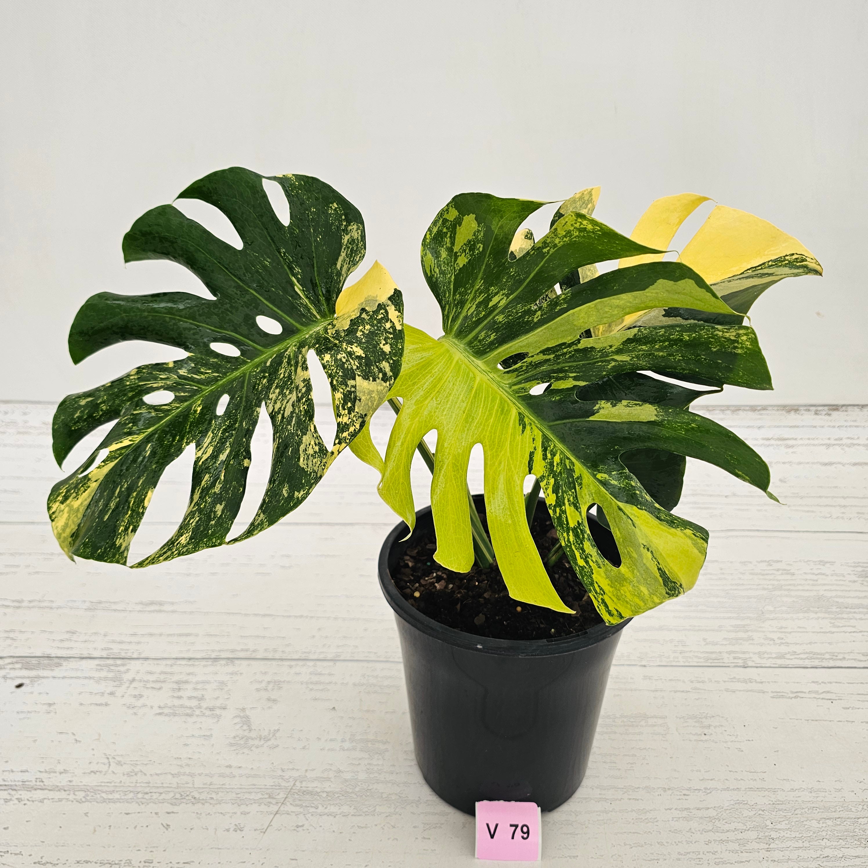 Monstera deliciosa Variegata