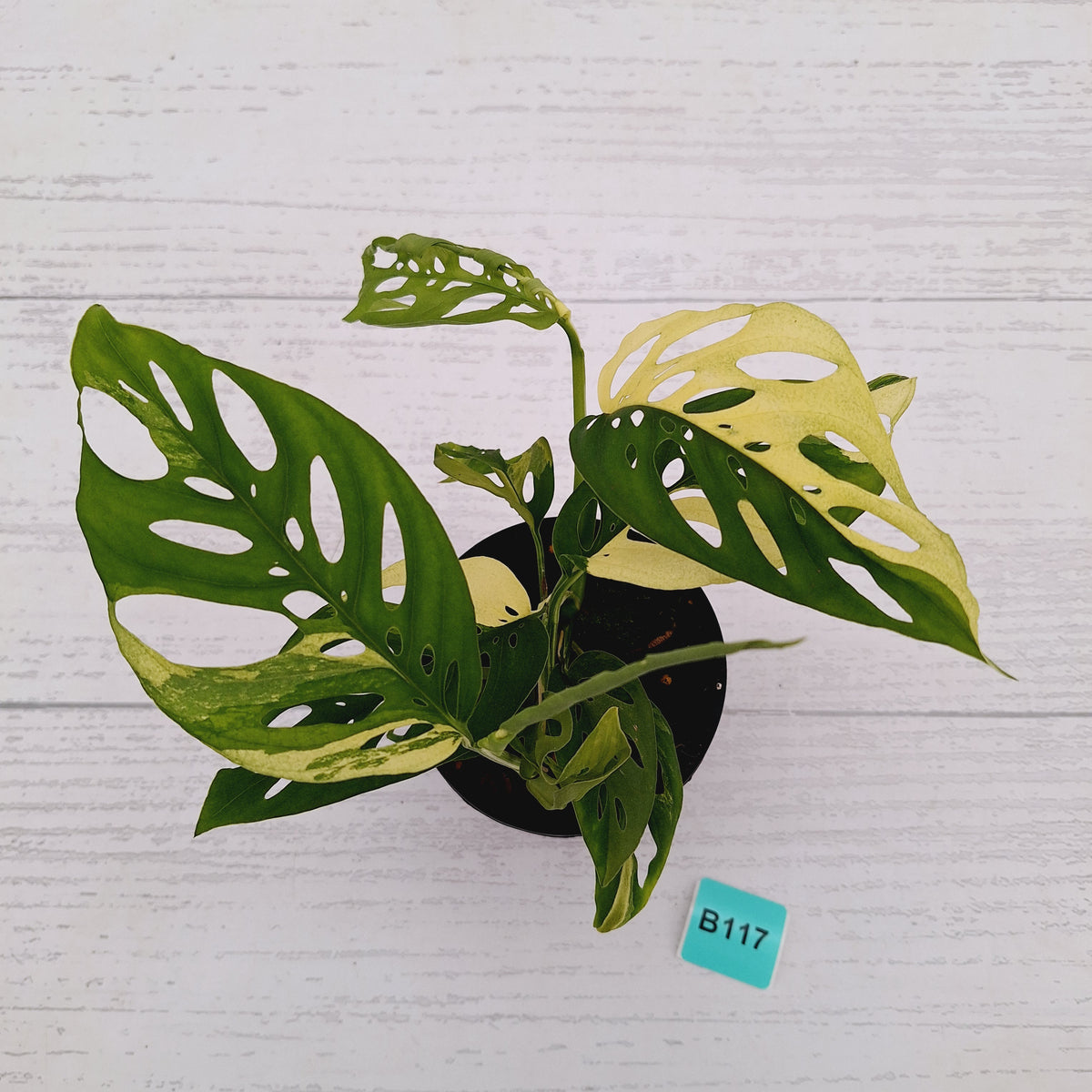 Monstera adansonii Variegata