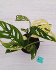 Monstera adansonii Variegata