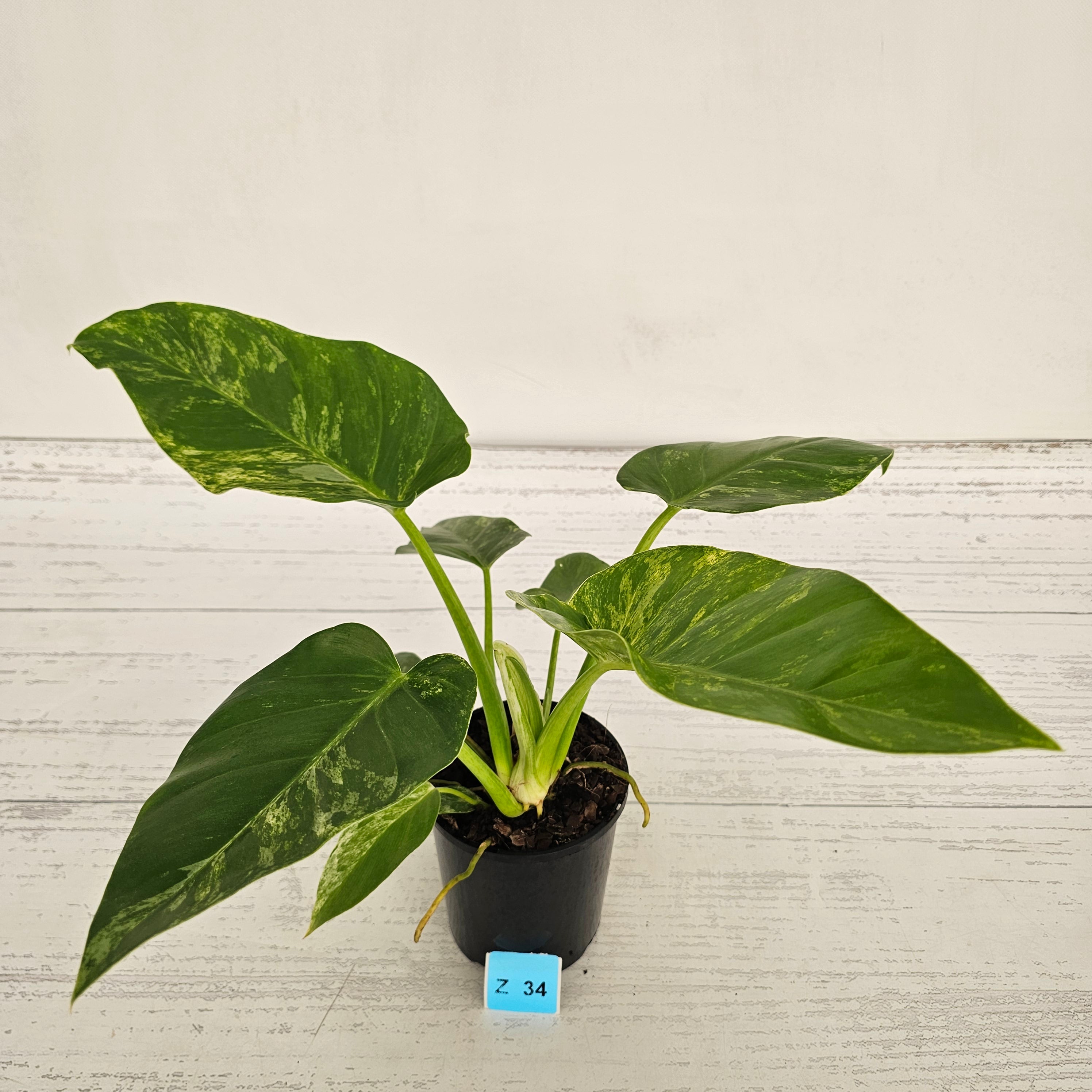Philodendron giganteum Blizzard - SALE