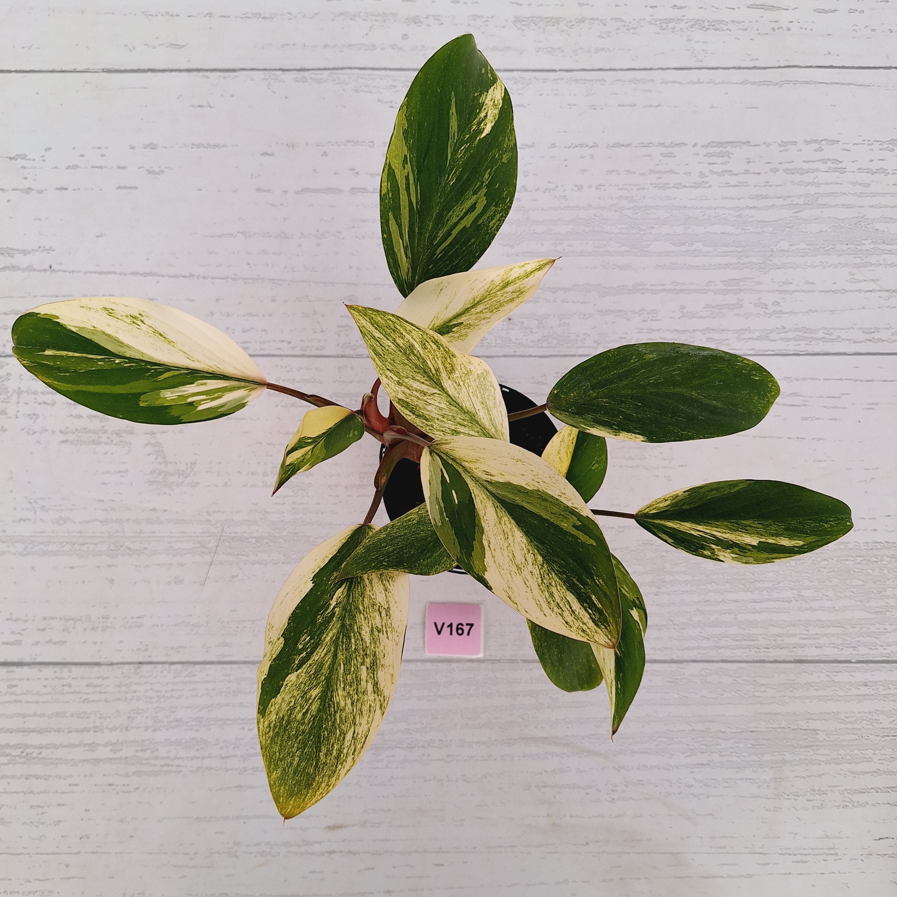 Homalomena Tropical Green Variegata -sale