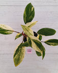 Homalomena Tropical Green Variegata -sale
