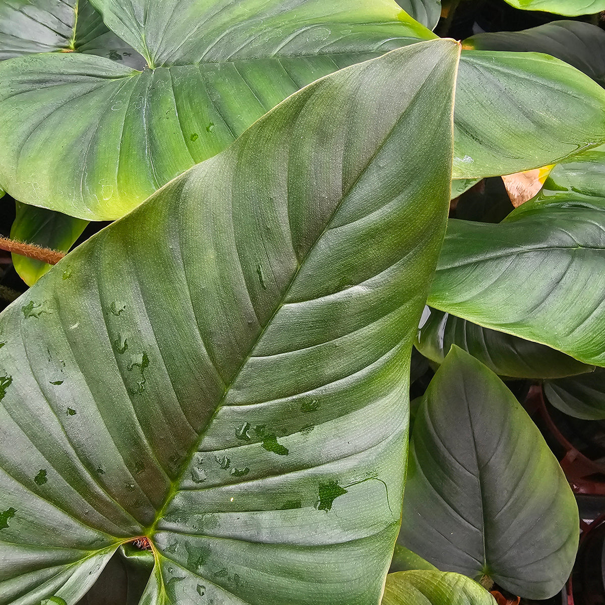 Philodendron Serpens - Perfectly Imperfect Plants