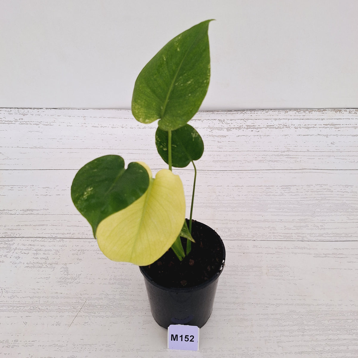 Monstera Deliciosa 'Mint' - SALE