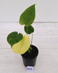 Monstera Deliciosa 'Mint' - SALE