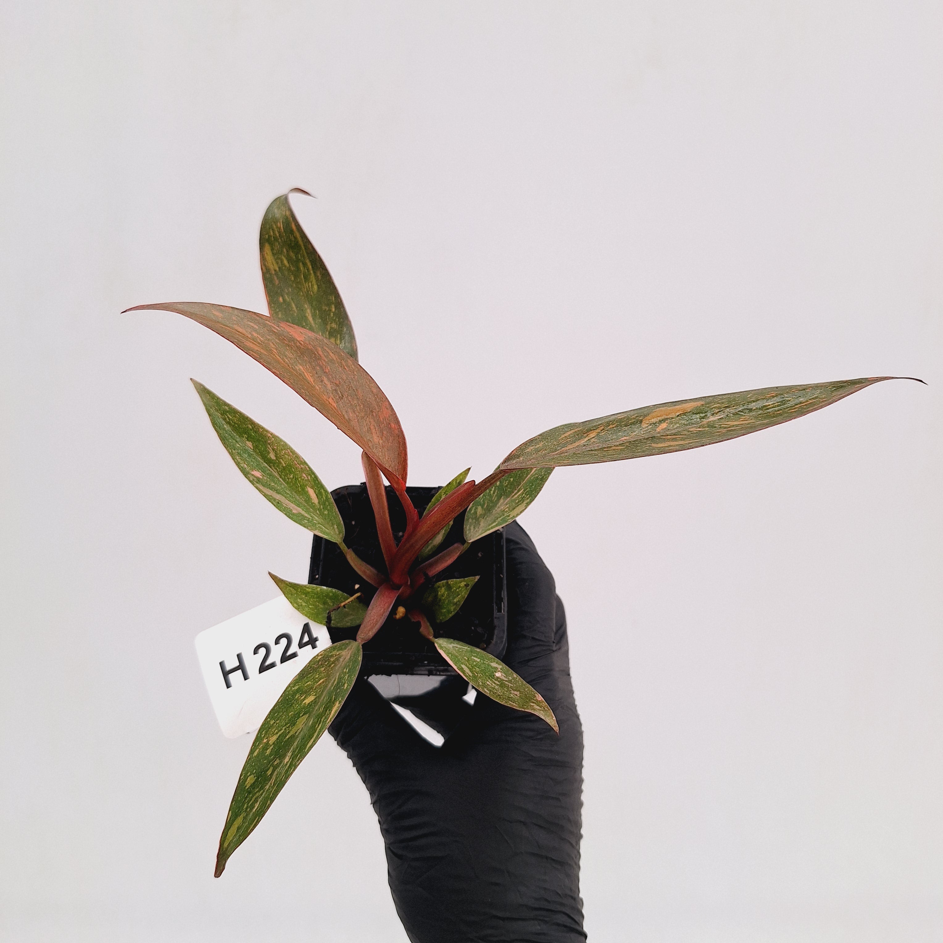 Philodendron 'Orange Princess'