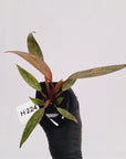 Philodendron 'Orange Princess'