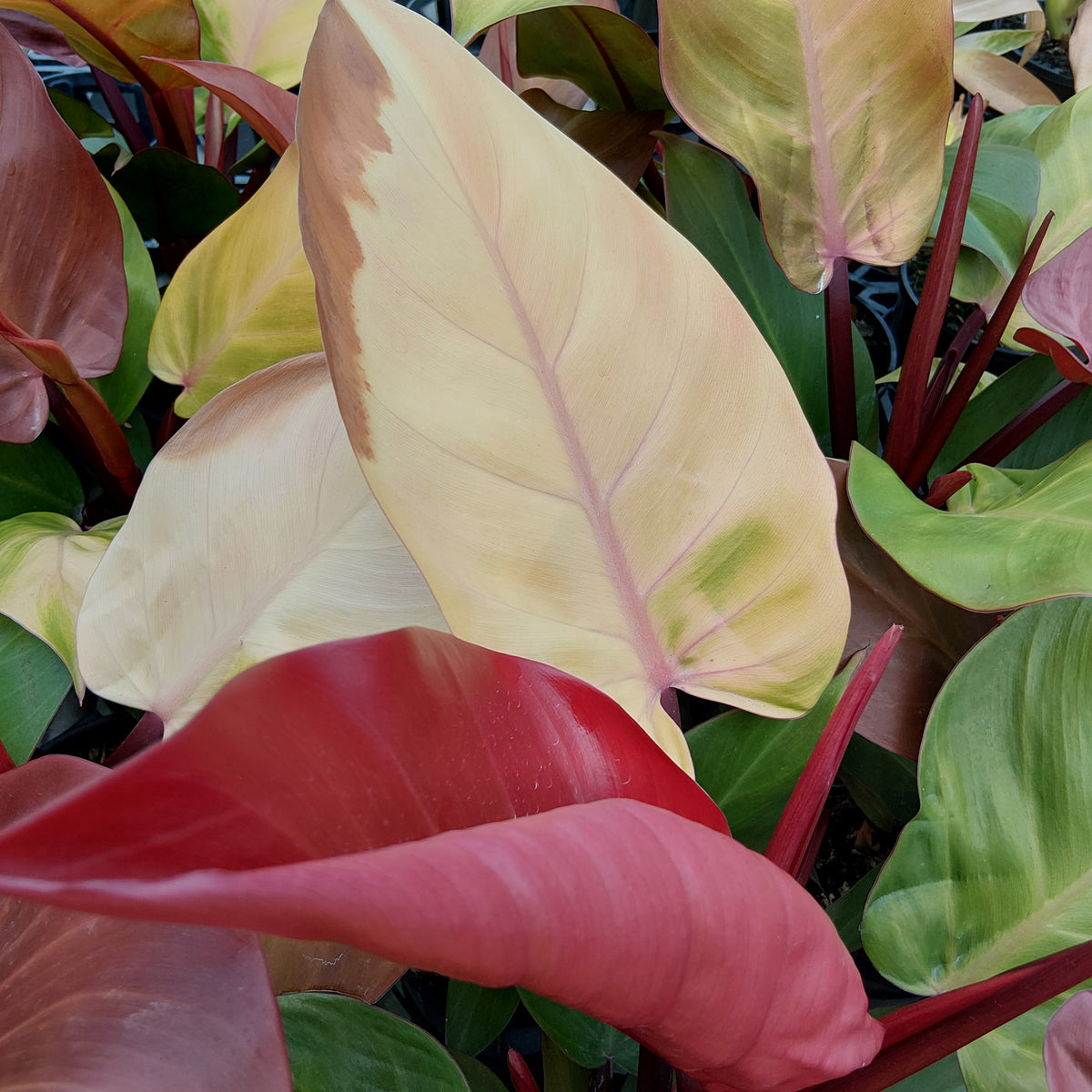 Philodendron McCauley's finale- perfectly imperfect plants