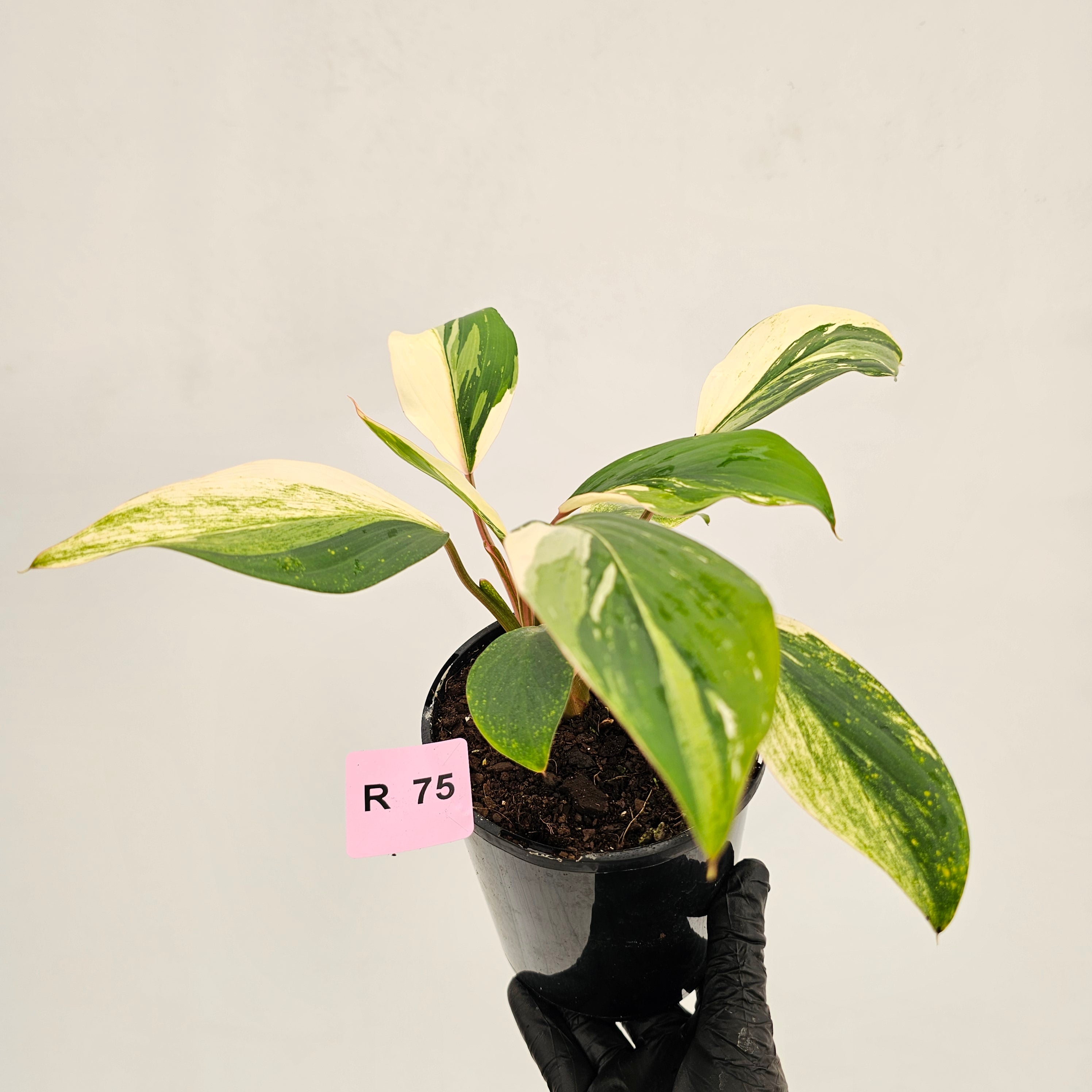 Homalomena 'Tropical Green' Variegata -sale