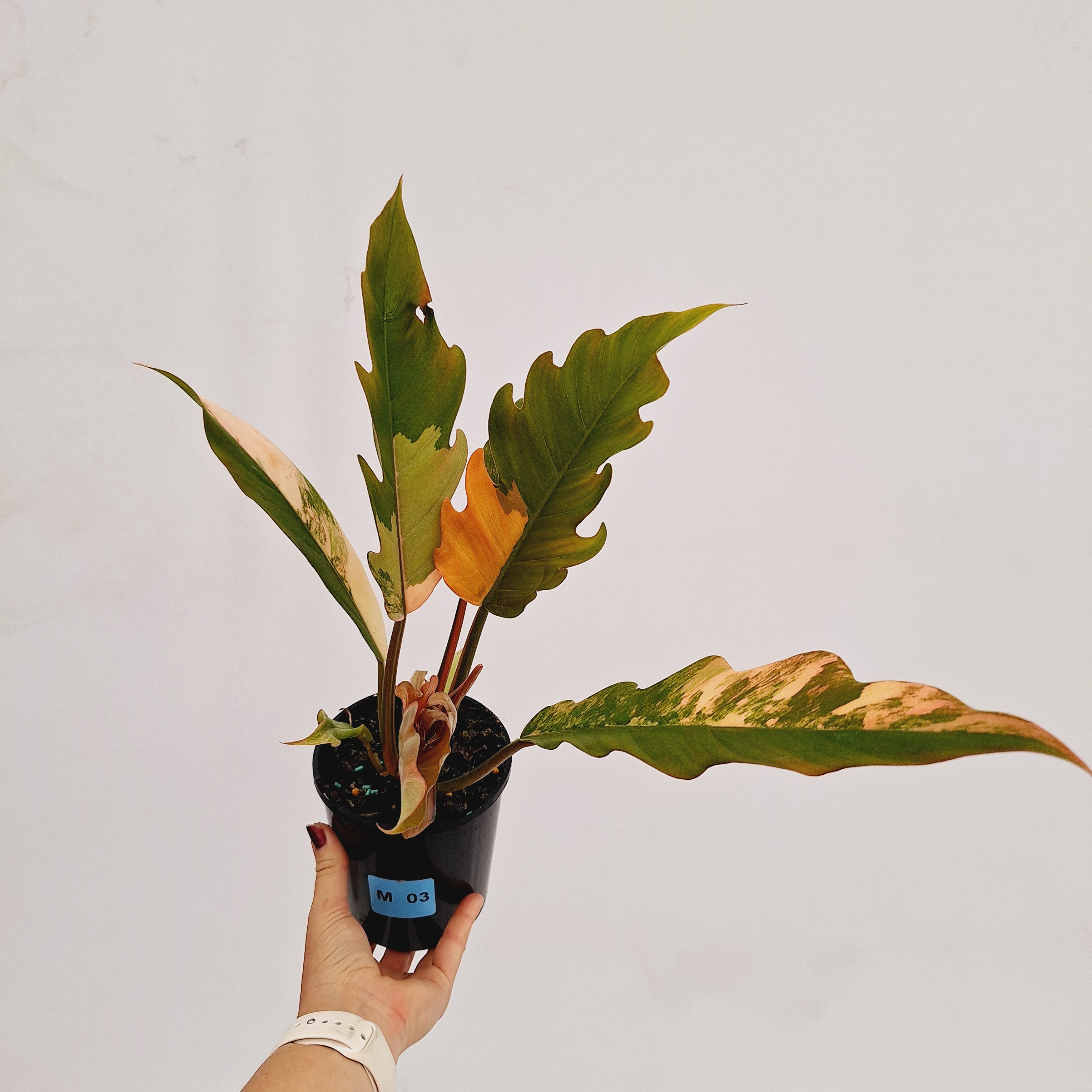 Philodendron serratum Caramel Marble