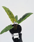 Alocasia lauterbachiana  Variegata