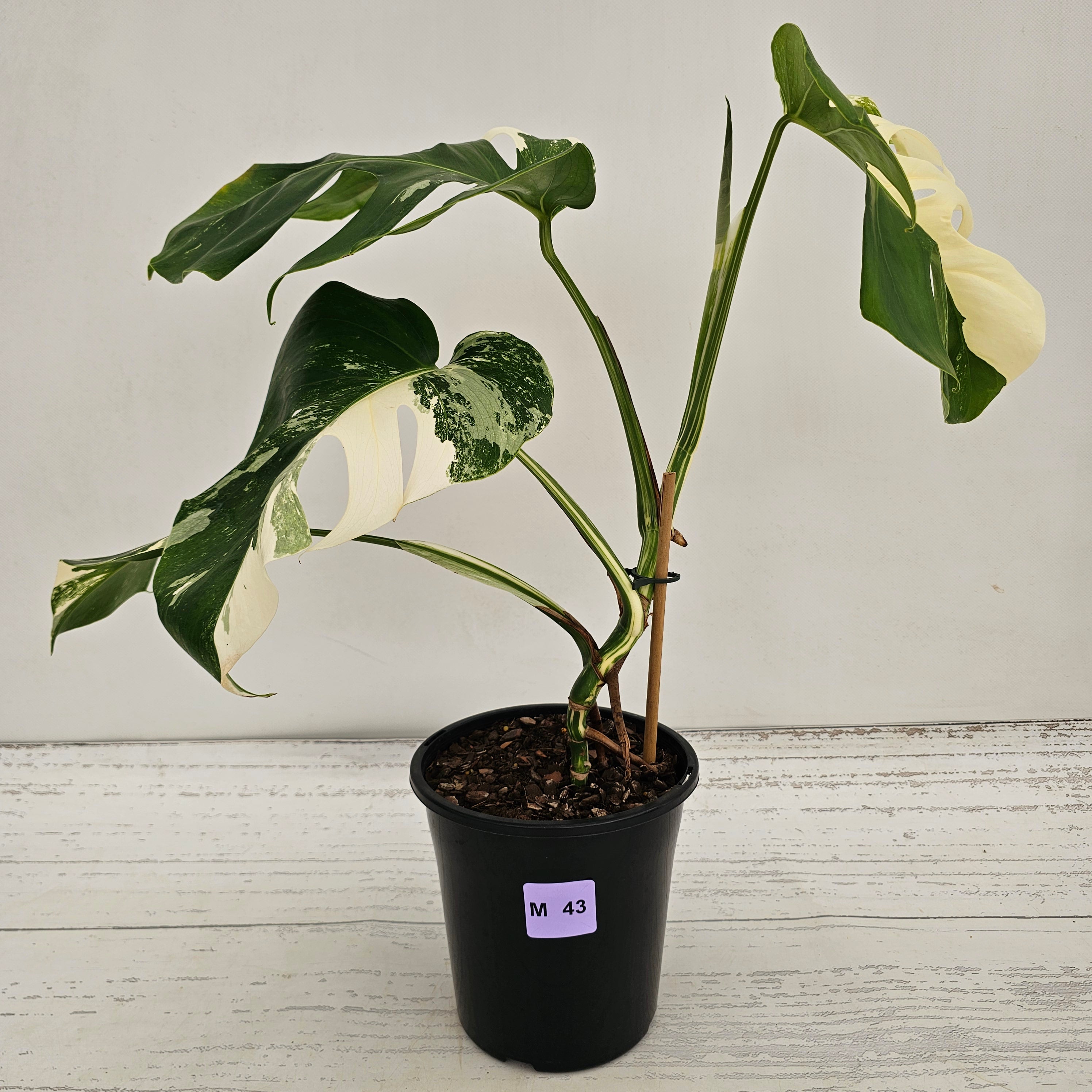 Monstera borsigiana 'Albo'