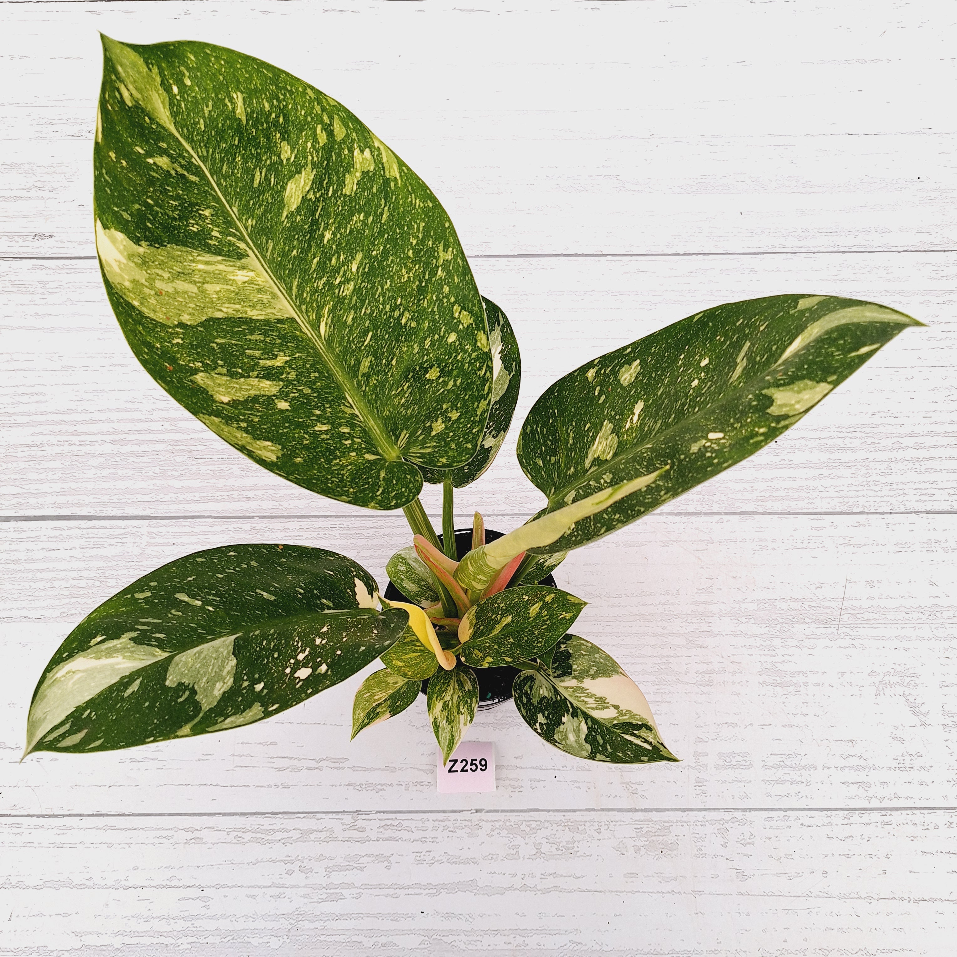 Philodendron Green Congo Variegata (Nuclear)