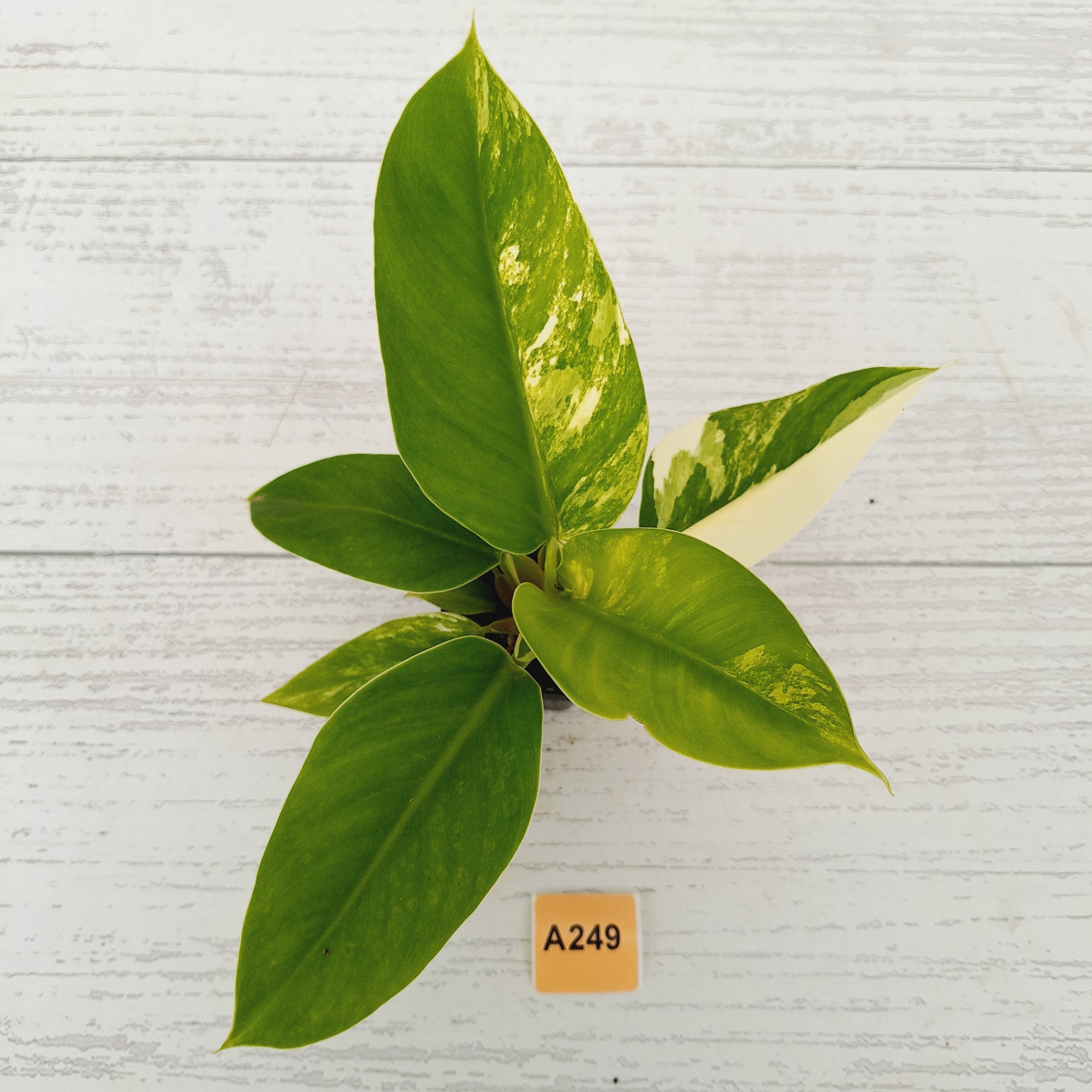 Philodendron imperial green variegata