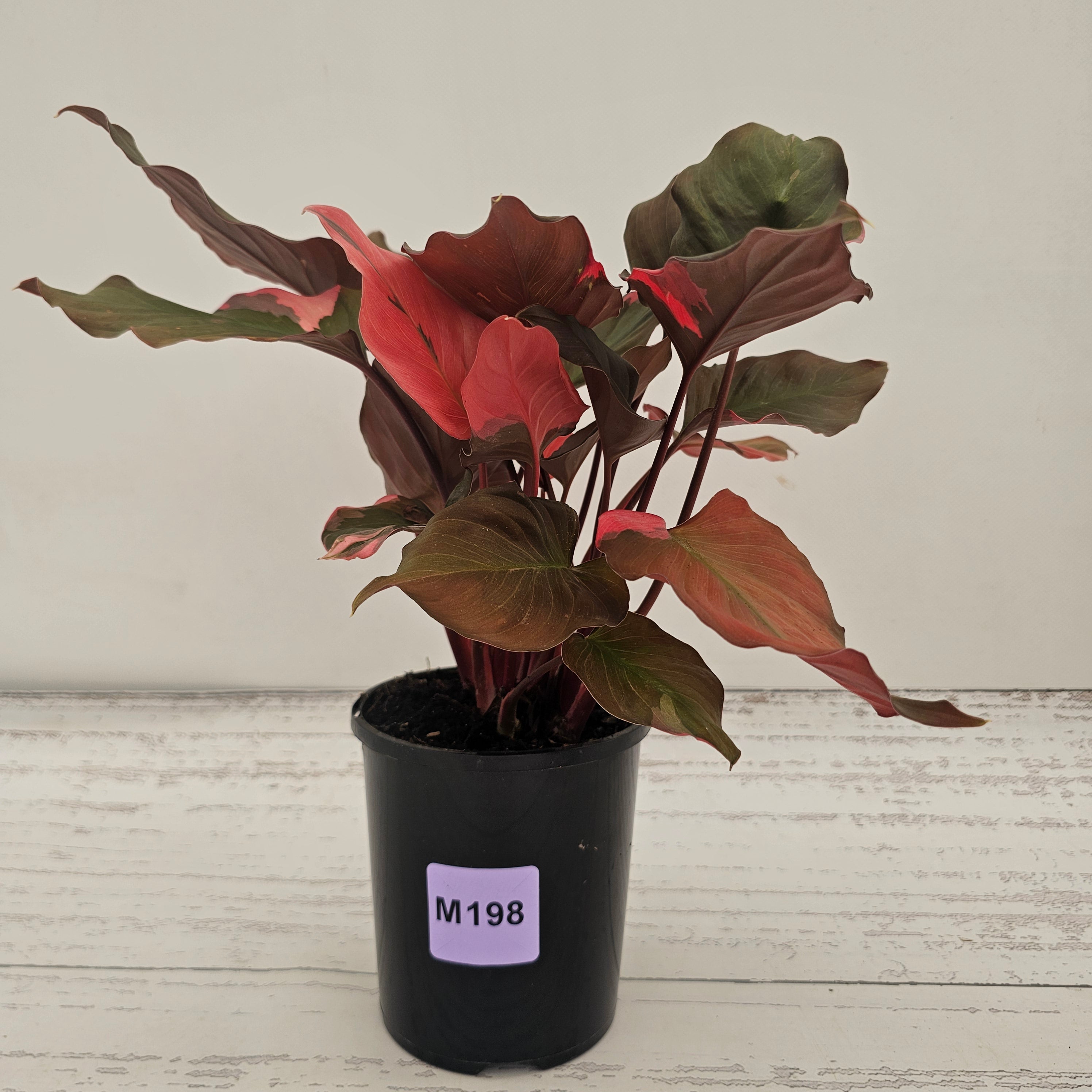 Homalomena rubescens Flaming Red Variegata