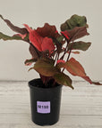 Homalomena rubescens Flaming Red Variegata