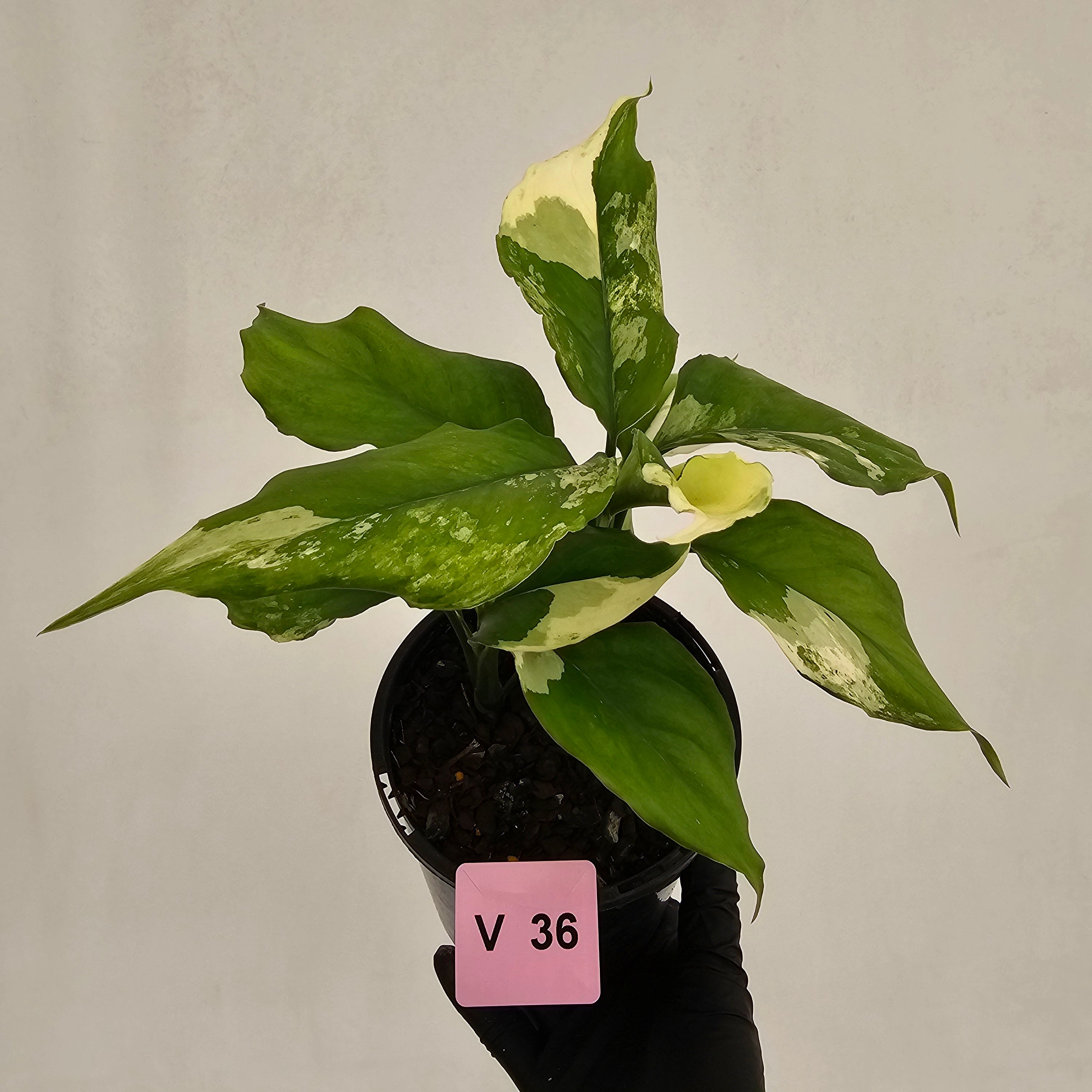 Aglaonema modestum variegata