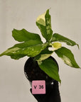Aglaonema modestum variegata