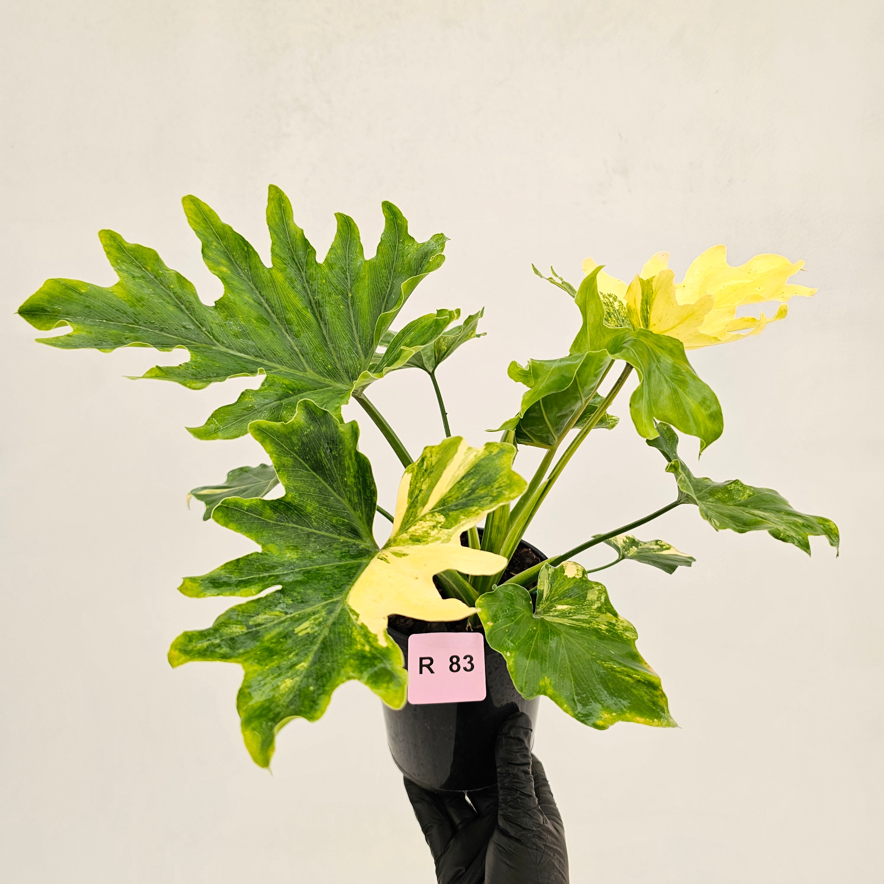 Philodendron bipinnatifidum variegata - SALE