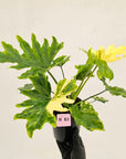Philodendron bipinnatifidum variegata - SALE