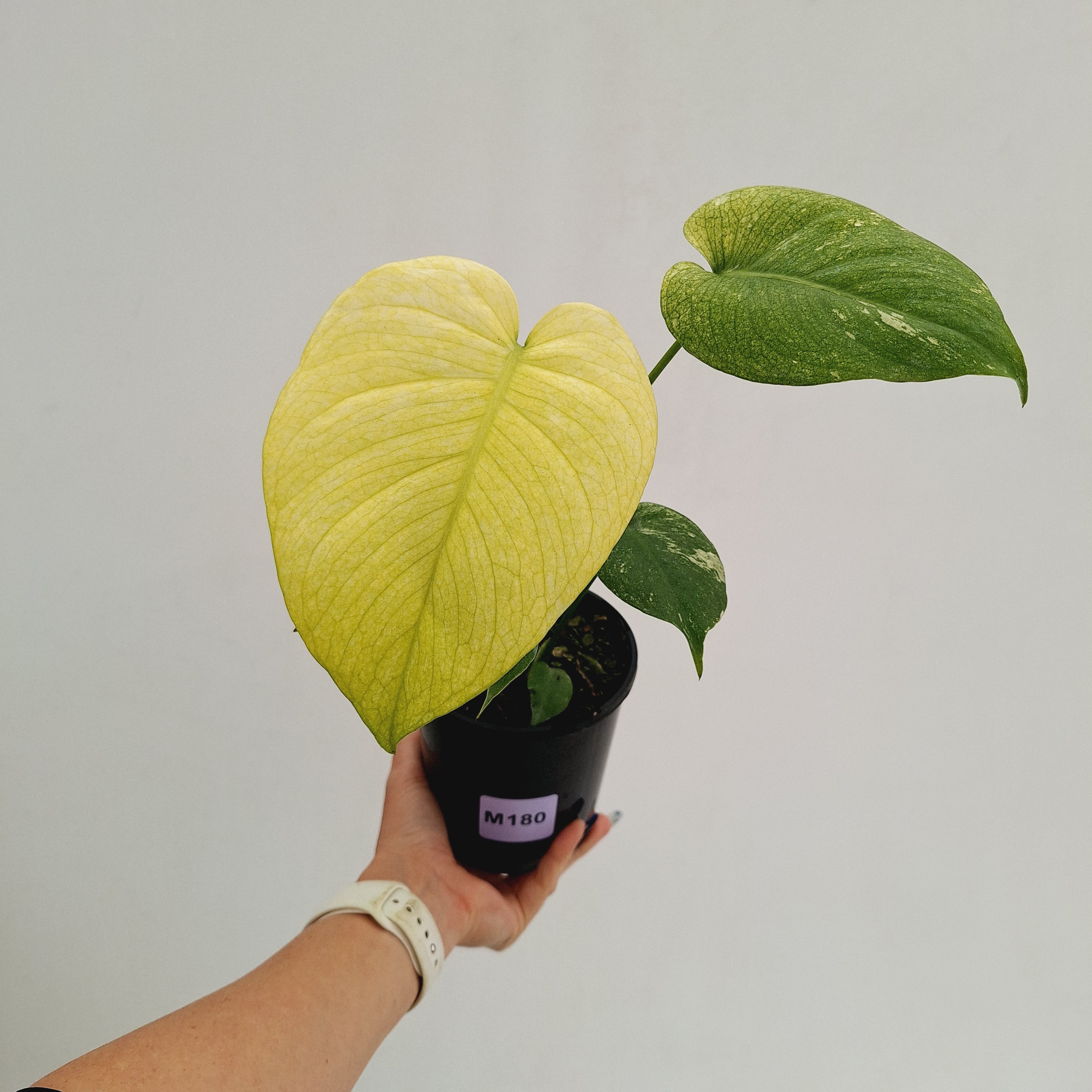 Monstera Deliciosa 'Mint' - SALE