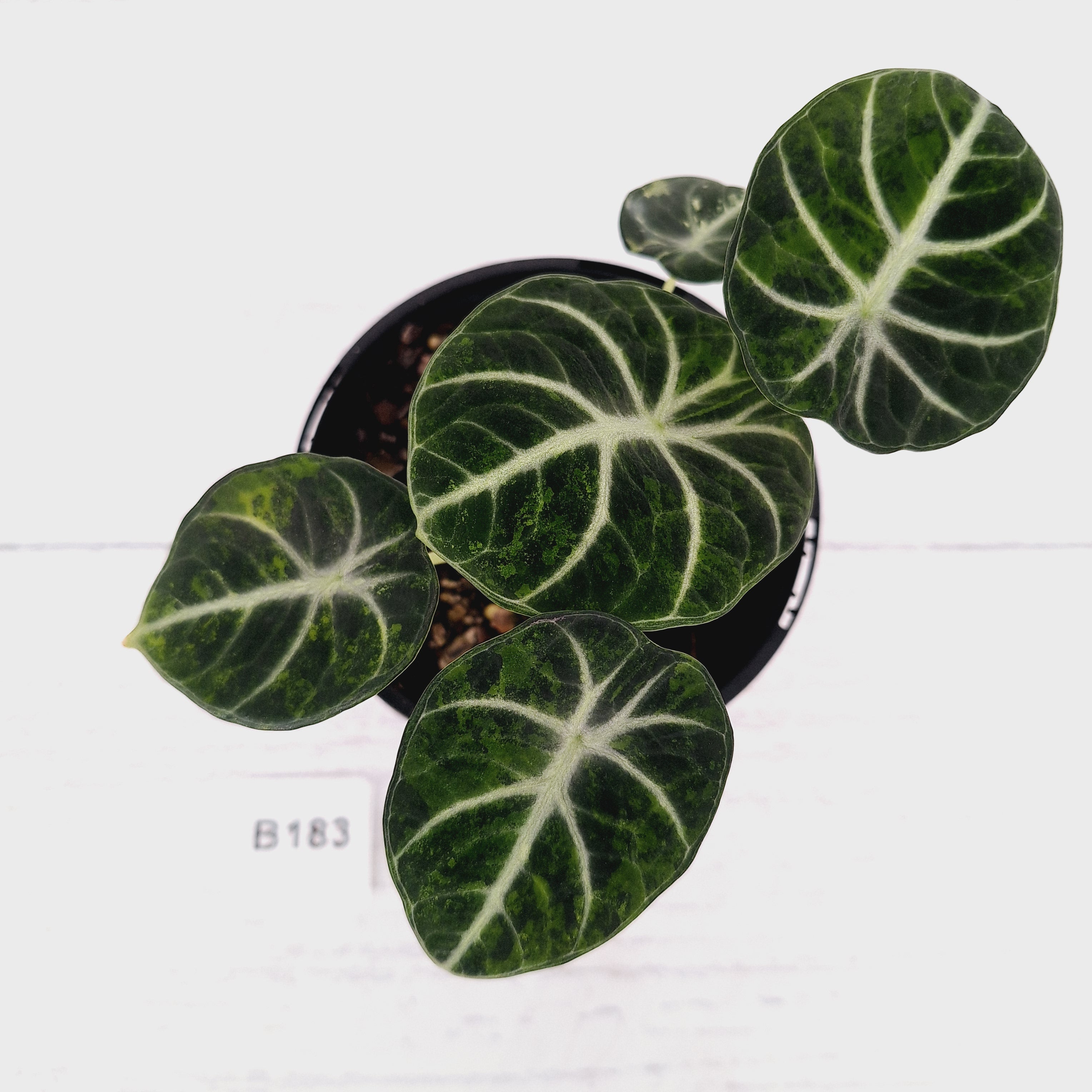 Alocasia reginula 'Ninja Variegata'