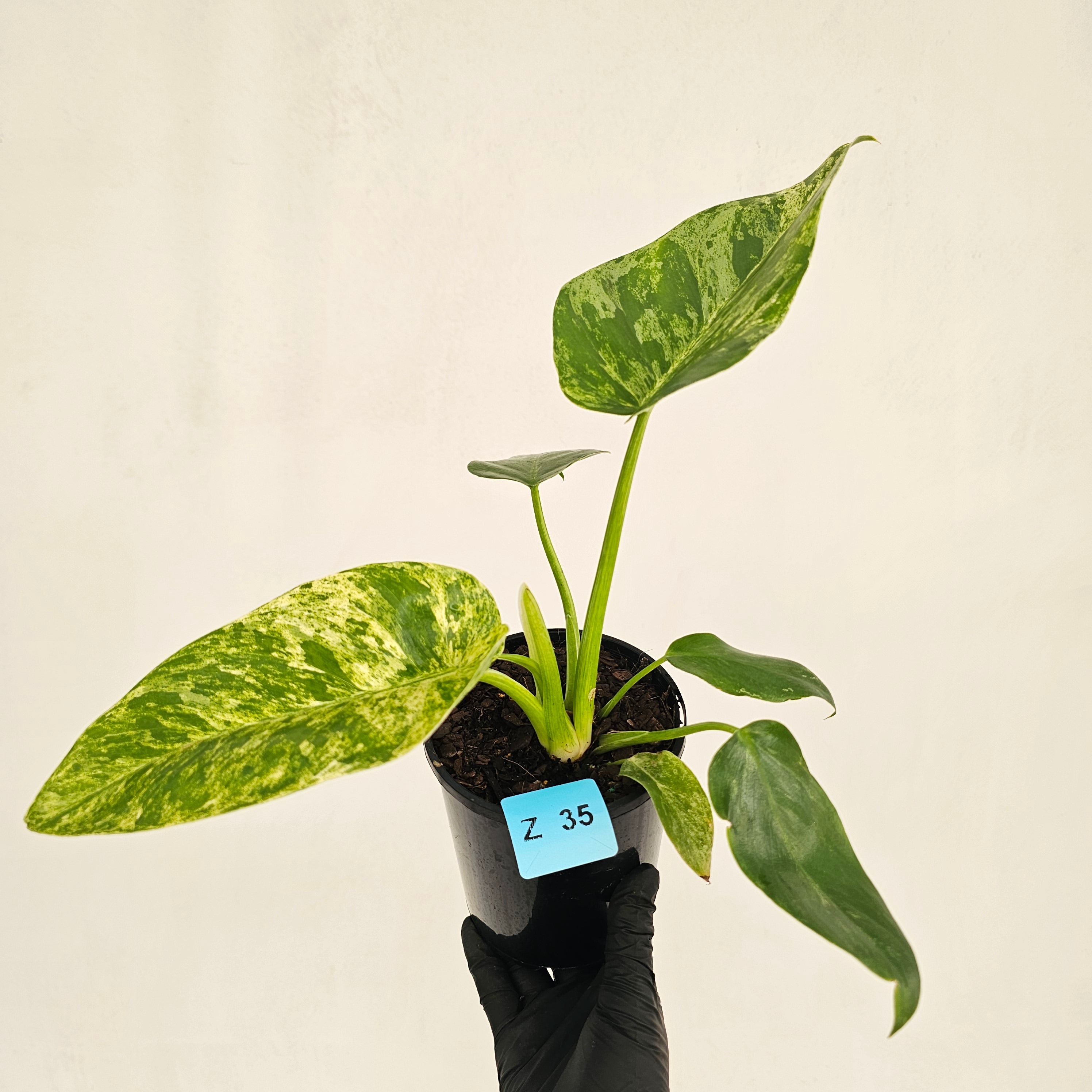 Philodendron giganteum Blizzard - SALE