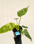 Philodendron giganteum Blizzard - SALE