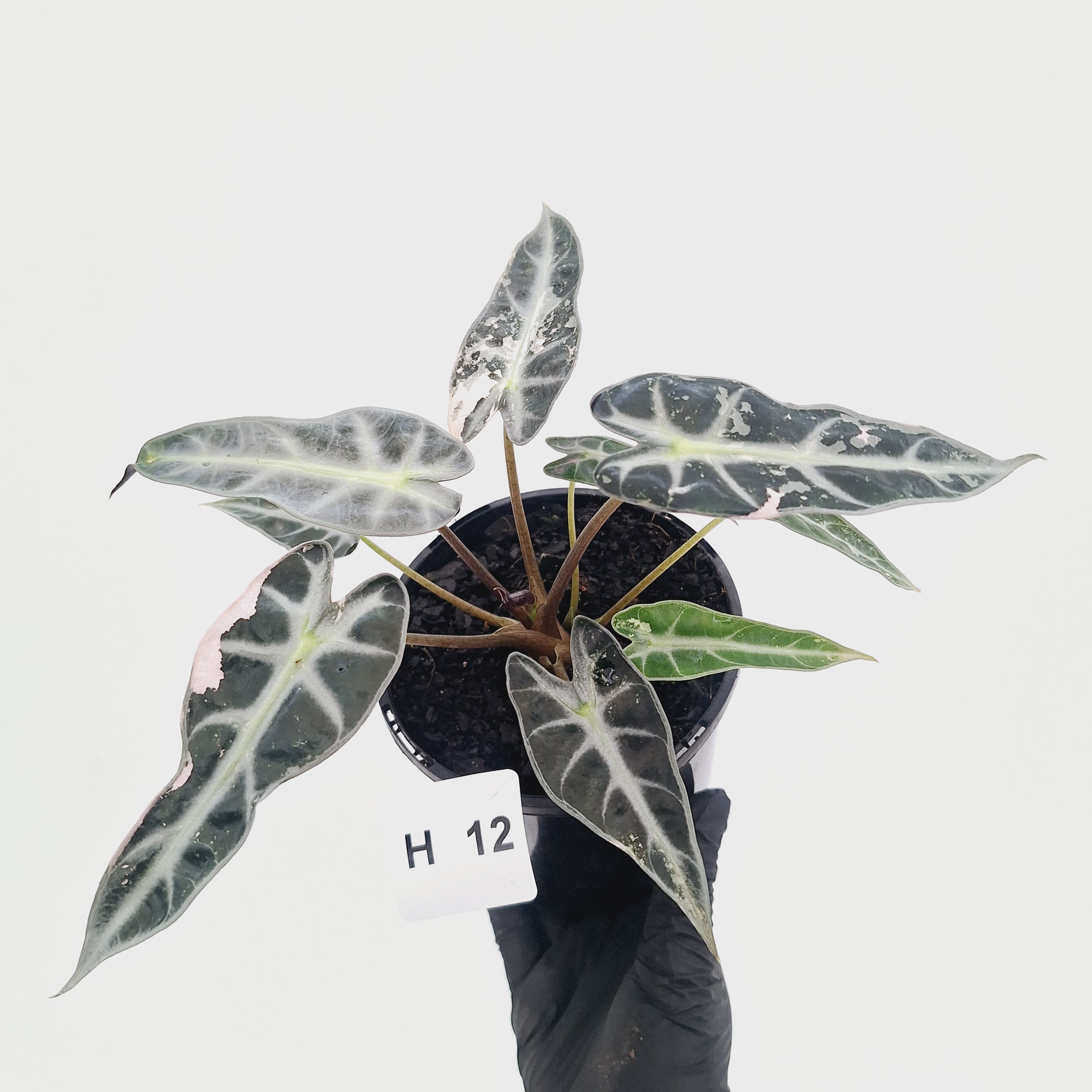 Alocasia Amazonica  bambino Variegata