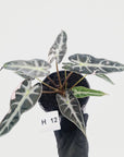Alocasia Amazonica  bambino Variegata