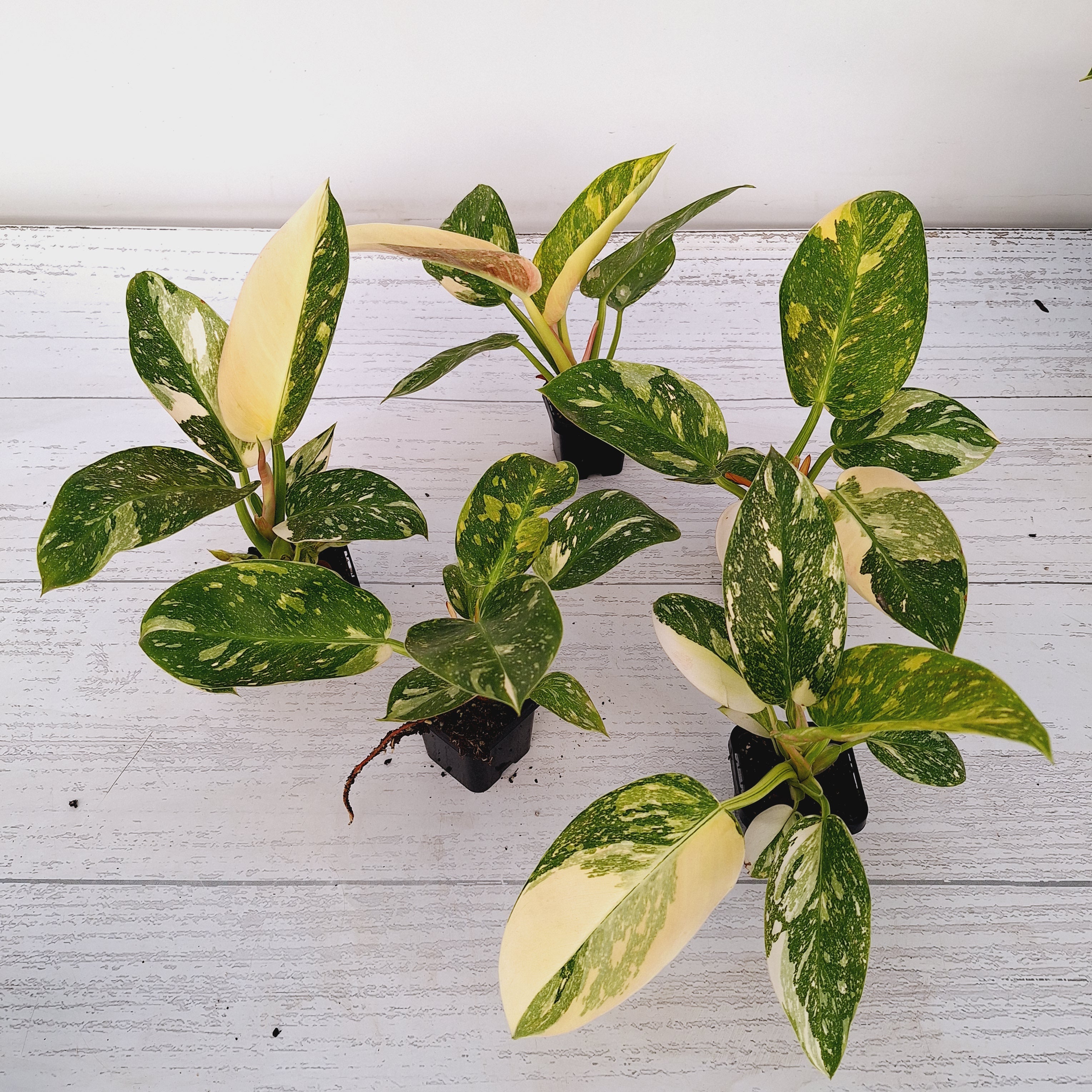 Philodendron Green Congo Variegata (Nuclear)