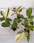 Philodendron Green Congo Variegata (Nuclear)
