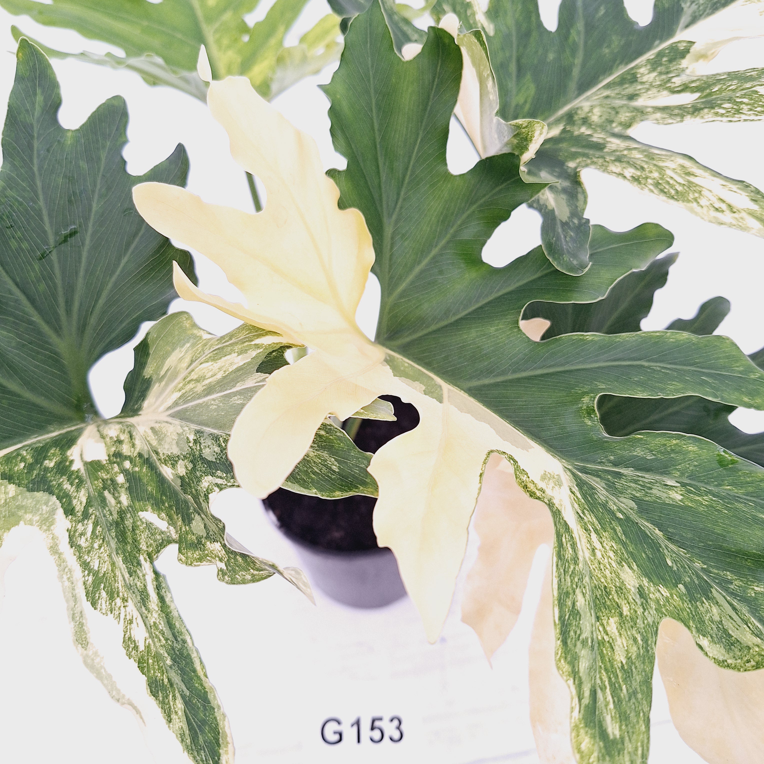 Thaumatophyllum bipinnatifidum variegata
