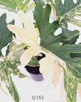 Thaumatophyllum bipinnatifidum variegata