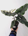 Alocasia ‘Simpo Albo’ Variegata - SALE