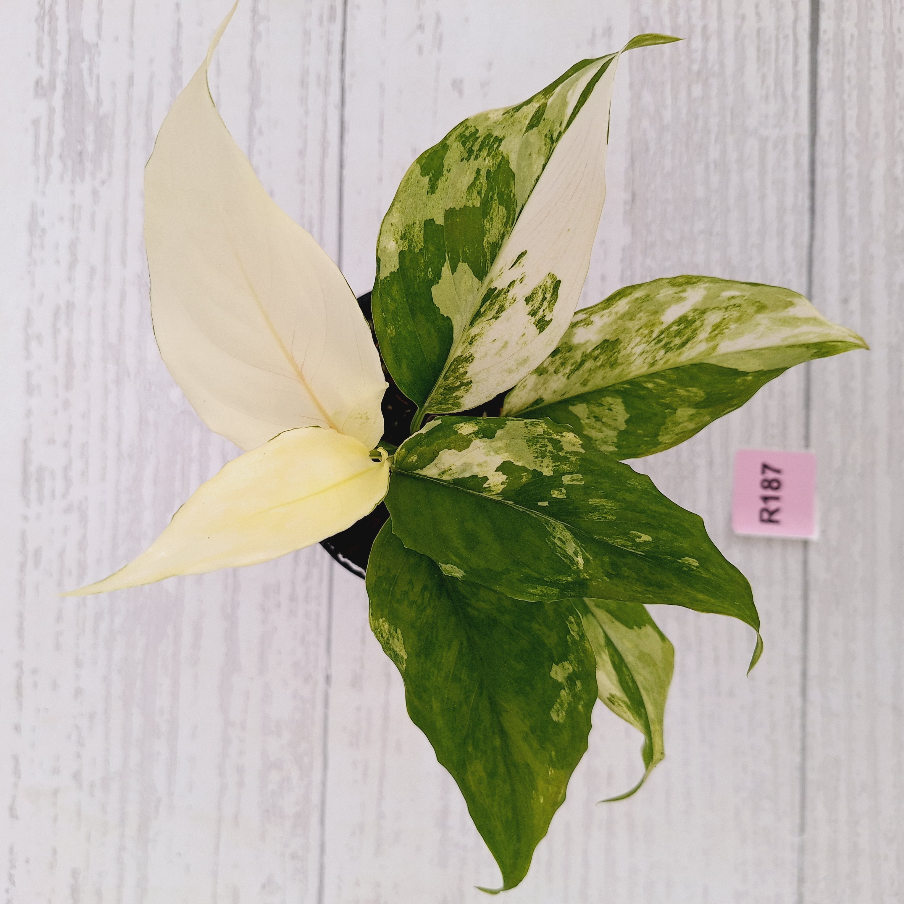 Aglaonema modestum variegata