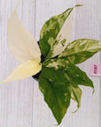 Aglaonema modestum variegata