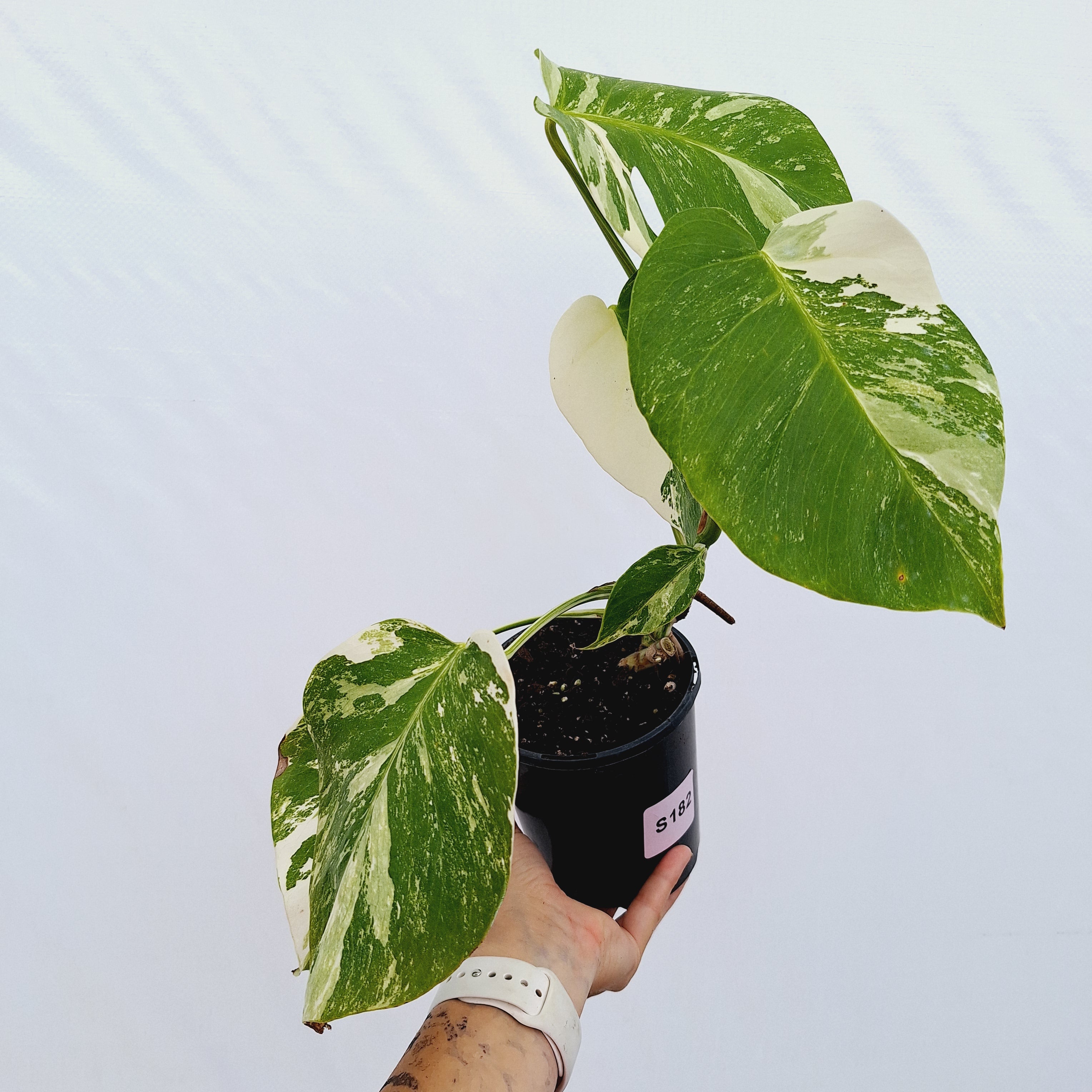 Monstera borsigiana &#39;Albo&#39;