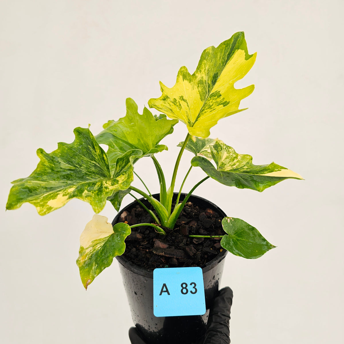 Philodendron bipinnatifidum variegata - SALE