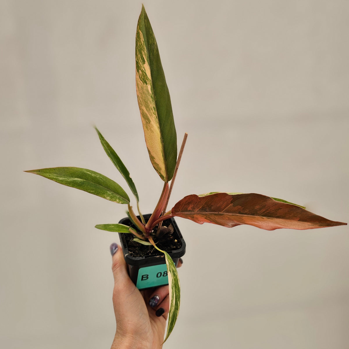 Philodendron serratum 'Caramel Marble' -flash sale