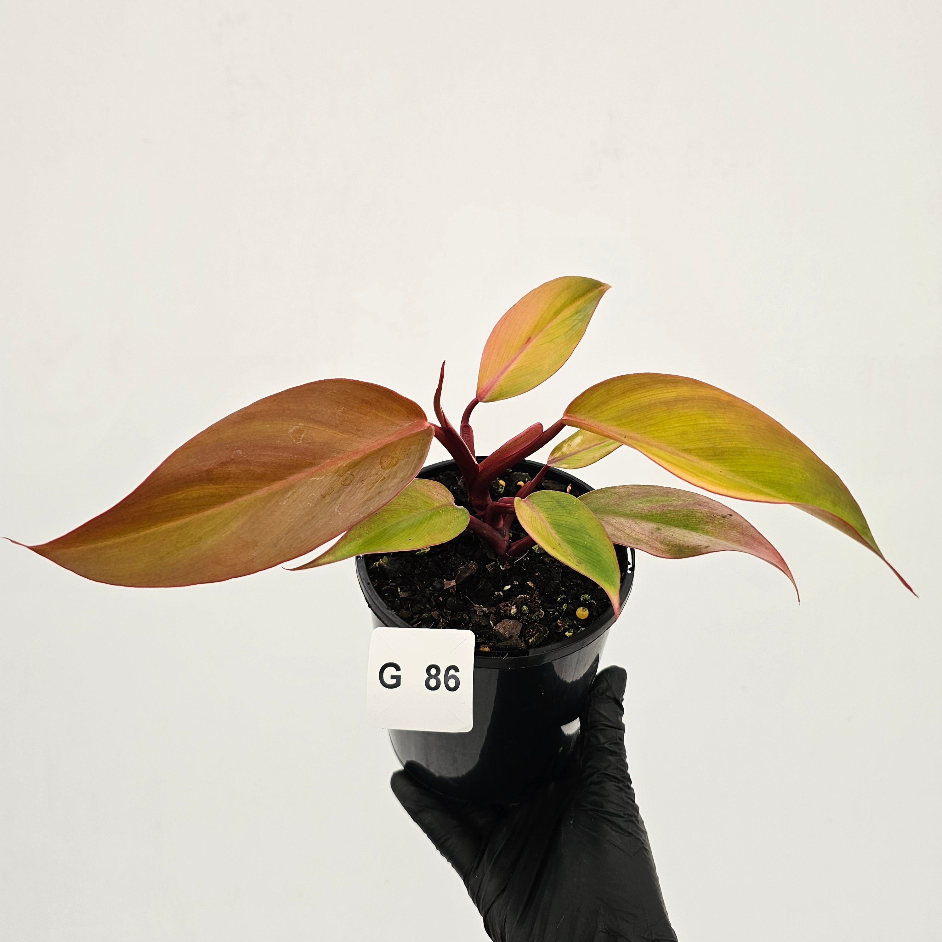 Philodendron 'Orange Princess' Sport