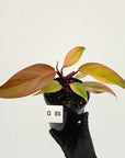 Philodendron 'Orange Princess' Sport