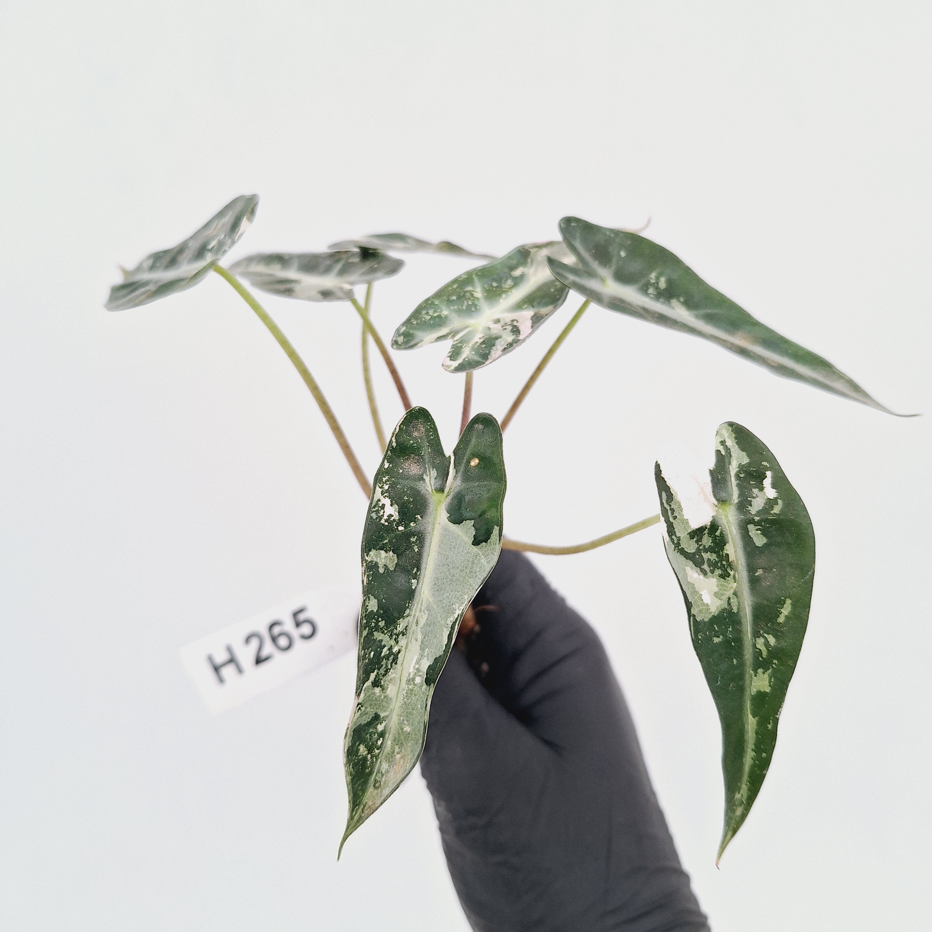 Alocasia Amazonica  bambino Variegata - Bare Bottom Baby - SALE